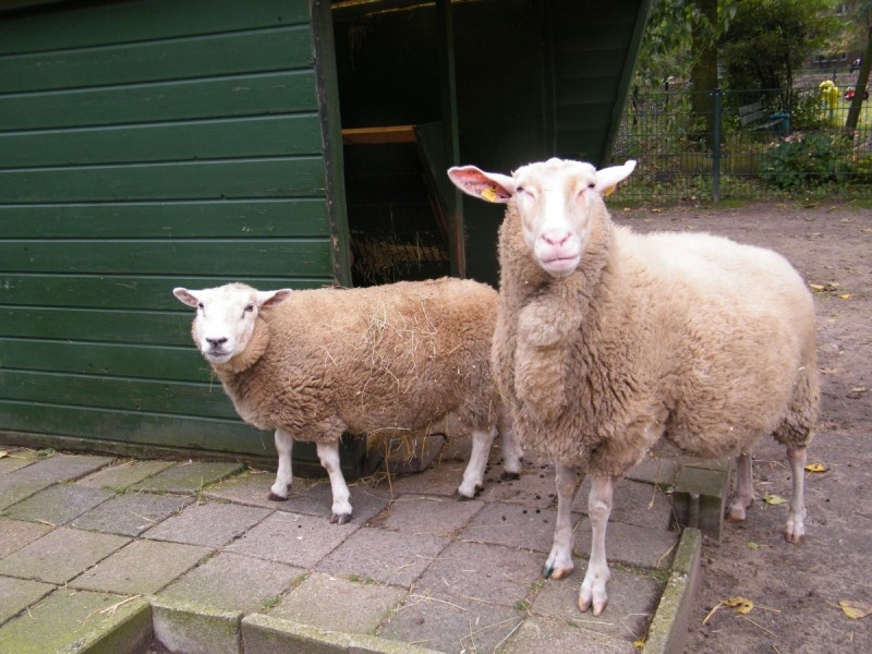 Schapen